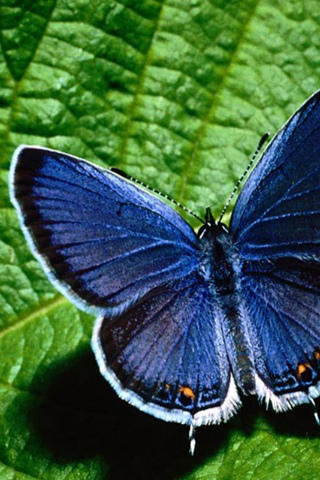 Blue Moth iPhone Wallpaper