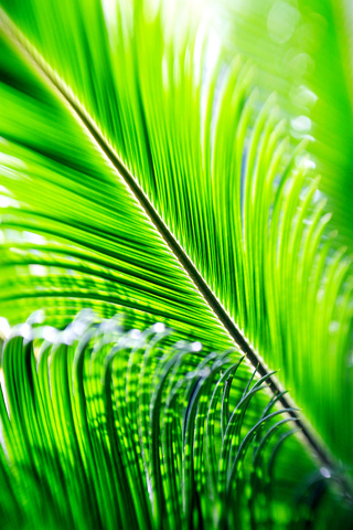 palm wallpaper. Palm Tree