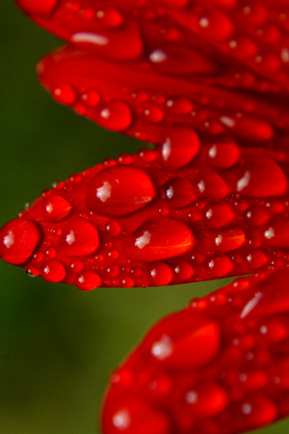 Wet Petals iPhone Wallpaper