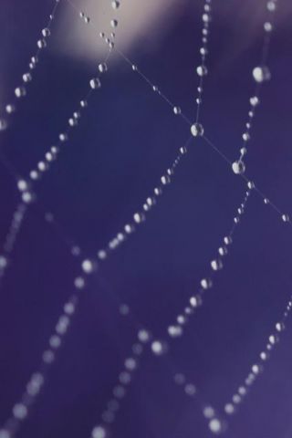 Spiderweb iPhone Wallpaper