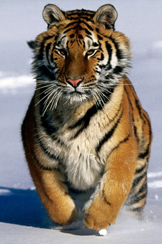 Tiger on Tiger Iphone Wallpaper   Idesign   Iphone