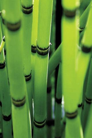 Bamboo iPhone Wallpaper