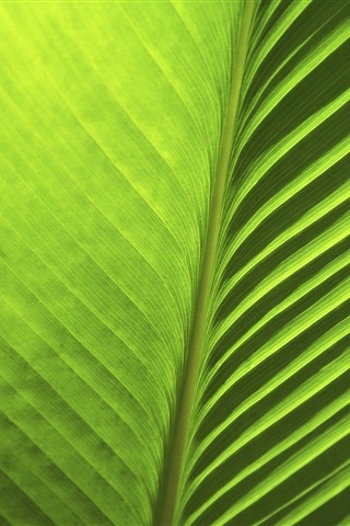 Palm Leaf iPhone Wallpaper