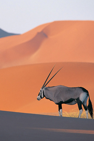 Oryx Antelope iPhone Wallpaper