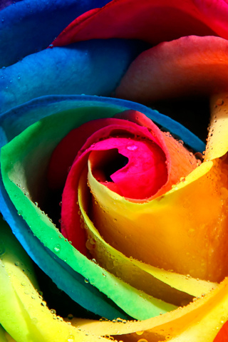 abstract wallpaper rainbow. Rainbow Flower