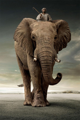 Elephant Rider iPhone Wallpaper