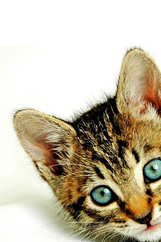 Kitten iPhone Wallpaper