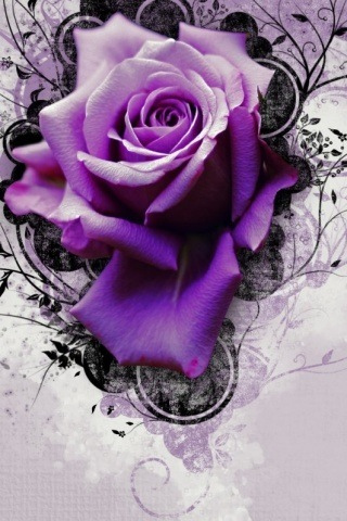 Designer Wallpaper on Purple Rose Iphone Wallpaper Tweet Abstract Nice Purple Rose Violet