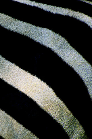 Zebra Fur iPhone Wallpaper