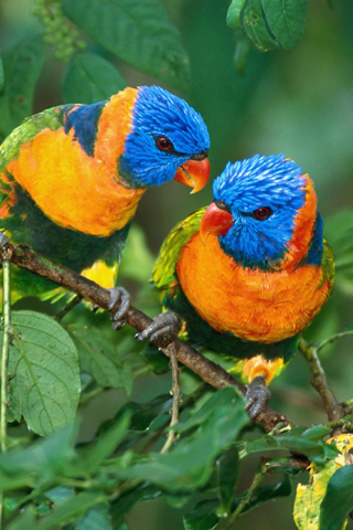 Love Birds iPhone Wallpaper