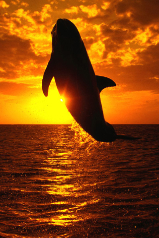 Free Willy iPhone Wallpaper