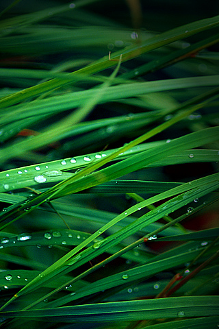 iphone 4 wallpaper grass. Grass iPhone Wallpaper