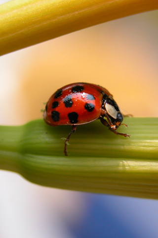 Ladybug iPhone Wallpaper