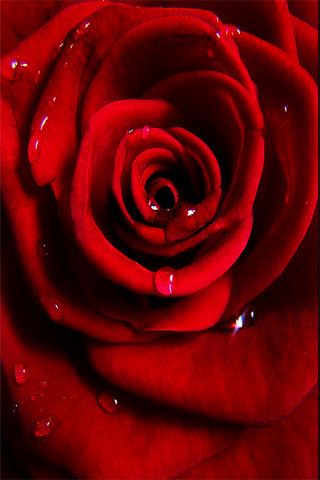 Red Rose iPhone Wallpaper