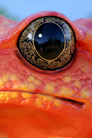Amphibian Eye iPhone Wallpaper