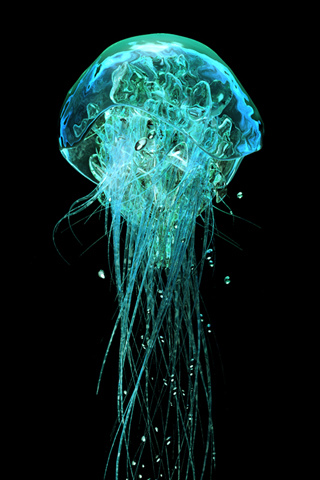 Jellyfish iPhone Wallpaper | iDesign iPhone