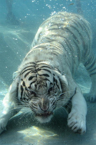 wallpaper tiger white. White Tiger Underwater iPhone