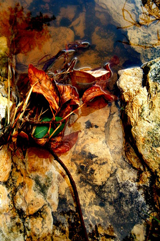 Dead Leaves iPhone Wallpaper