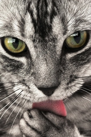 Kitty Grooming iPhone Wallpaper