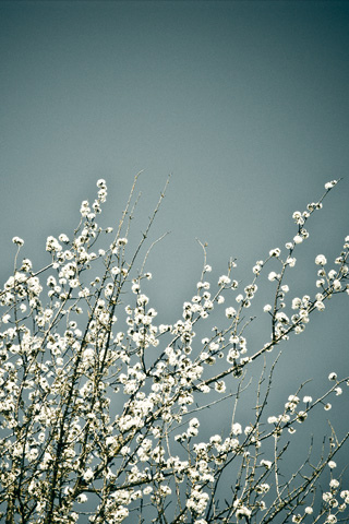 Tree Bloom iPhone Wallpaper