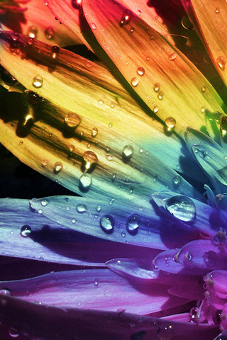 Rainbow Flower iPhone Wallpaper