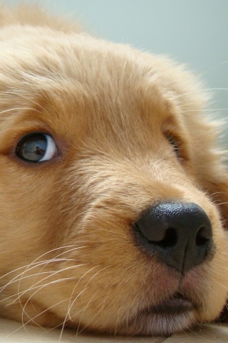 Golden Retriever puppy iPhone Wallpaper