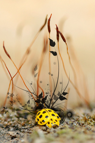 Yellow Ladybug Abstract iPhone Wallpaper