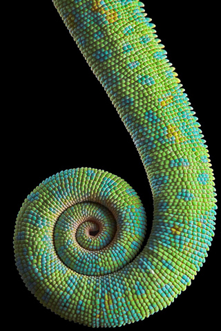 Chameleon Tail iPhone Wallpaper