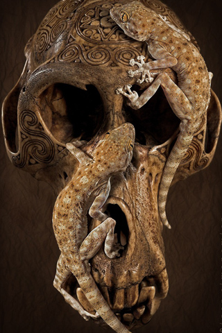 Lizard Infested Skull iPhone Wallpaper