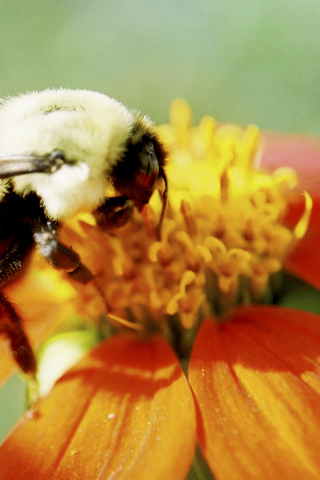 Bumble Bee iPhone Wallpaper