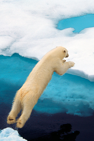 Polar Bear Leap iPhone Wallpaper