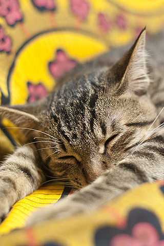 Sleeping Cat iPhone Wallpaper