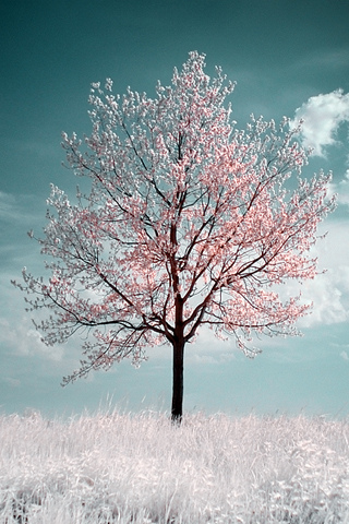 Light Cherry Blossom iPhone Wallpaper