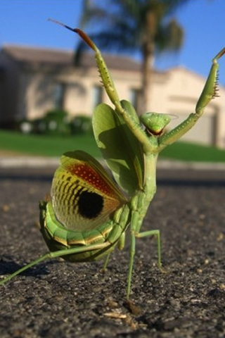 Happy Mantis iPhone Wallpaper