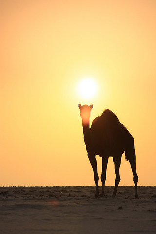Camel iPhone Wallpaper