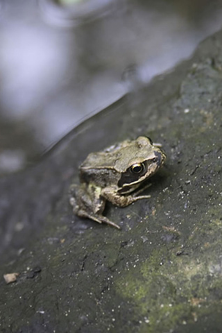 Frog iPhone Wallpaper