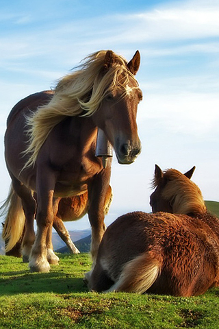 Horse Parenting iPhone Wallpaper