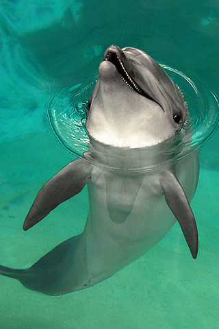 Happy Dolphin iPhone Wallpaper
