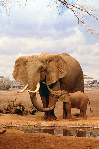 Elephant Family iPhone Wallpaper