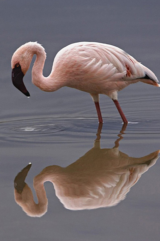 Lesser Flamingo iPhone Wallpaper