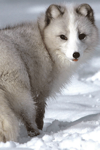 Arctic Fox iPhone Wallpaper