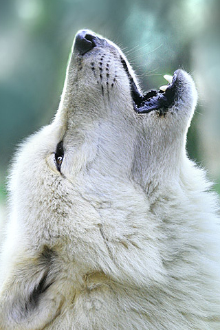 Wolf Howling iPhone Wallpaper