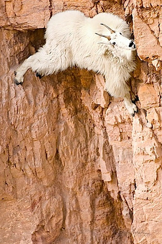 Mountain Goat - Cliffhanger iPhone Wallpaper