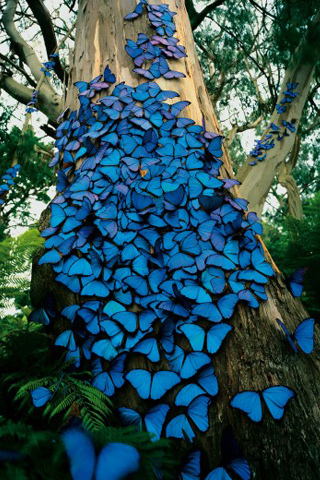 Blue Butterfly Colony iPhone Wallpaper