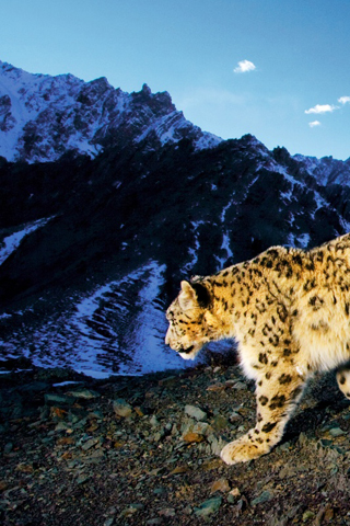 Mountain Leopard iPhone Wallpaper