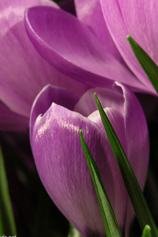 Purple Tulips iPhone Wallpaper