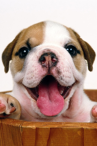 Happy Puppy iPhone Wallpaper