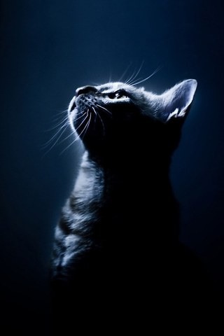 Cat Pose iPhone Wallpaper