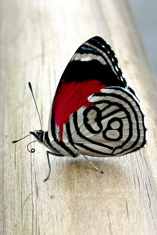 Butterfly iPhone Wallpaper