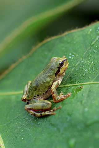 Frog Pad iPhone Wallpaper